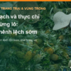 Kế hoạch và thực chi theo từng lô trên vùng nguyên liệu dứa MD2