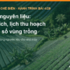 Vùng nguyên liệu cho nhà máy chế biến: diện tích, lịch thu hoạch, mã số vùng trồng, bài 4 hành trình xây nhà máy