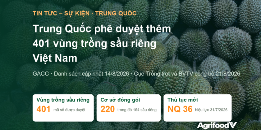 Trung Quốc phê duyệt 401 vùng trồng sầu riêng Việt Nam đợt 14/8/2026: danh sách và thủ tục mã số mới
