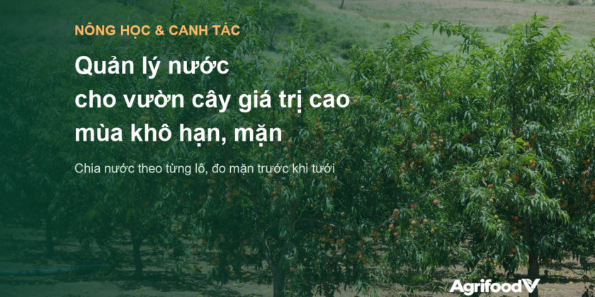 Quản lý nước cho cây trồng giá trị cao trong mùa khô hạn, mặn 2026–2027