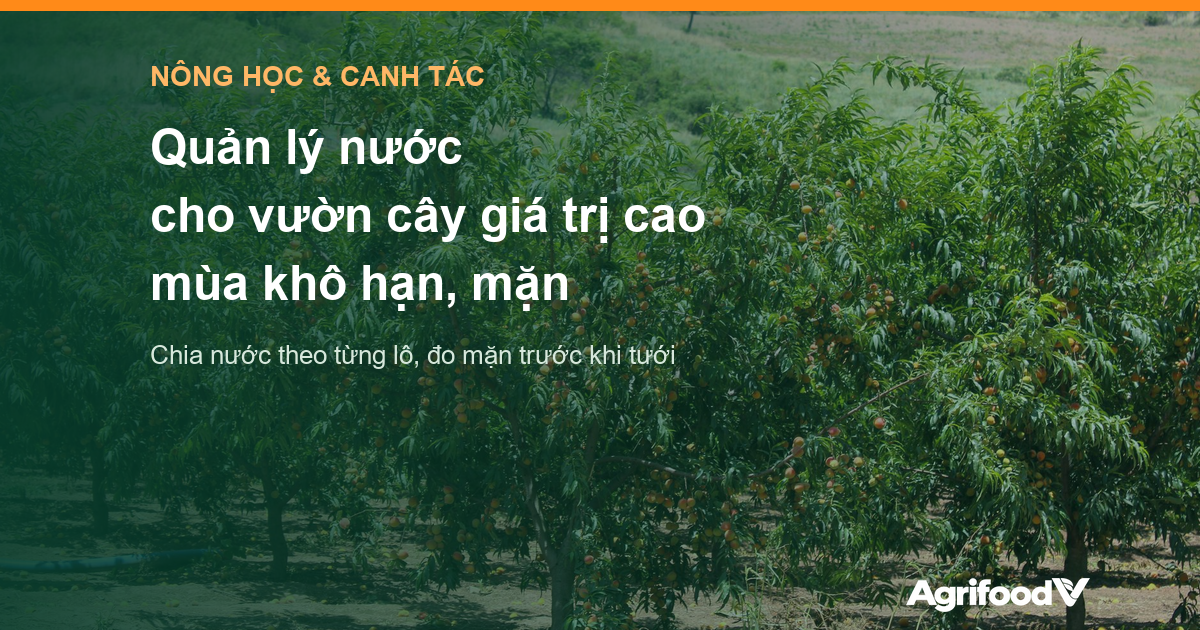 Quản lý nước cho cây trồng giá trị cao trong mùa khô hạn, mặn 2026–2027