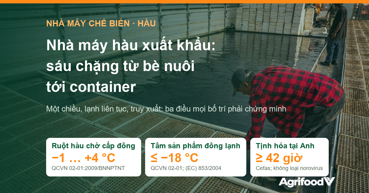 Quy trình nhà máy hàu xuất khẩu sáu chặng: từ bè nuôi tới container và nhiệt độ từng công đoạn
