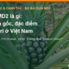 Dứa MD2 là gì: nguồn gốc, đặc điểm và vị trí trong vùng nguyên liệu xuất khẩu – AgrifoodV