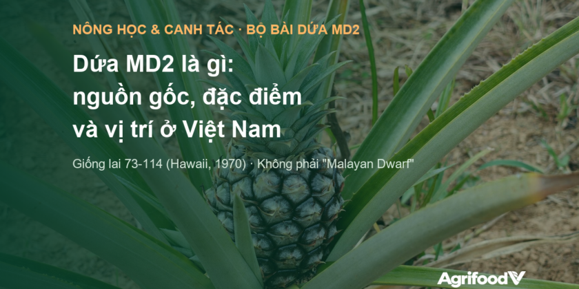 Dứa MD2 là gì: nguồn gốc, đặc điểm và vị trí trong vùng nguyên liệu xuất khẩu