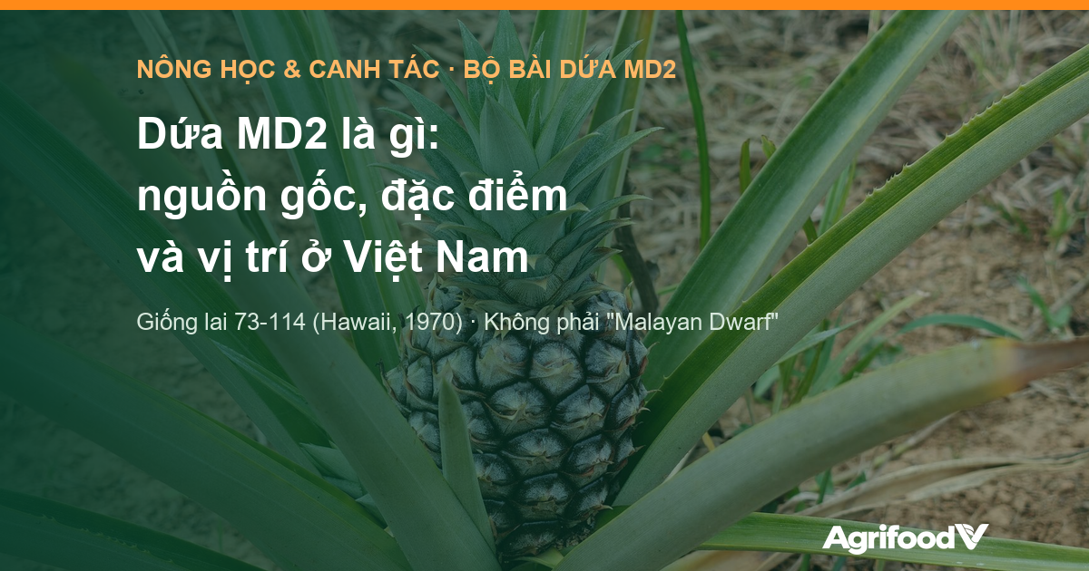 Dứa MD2 là gì: nguồn gốc, đặc điểm và vị trí trong vùng nguyên liệu xuất khẩu