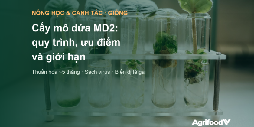 Cấy mô dứa MD2: quy trình, ưu điểm và giới hạn cần biết trước khi mua cây