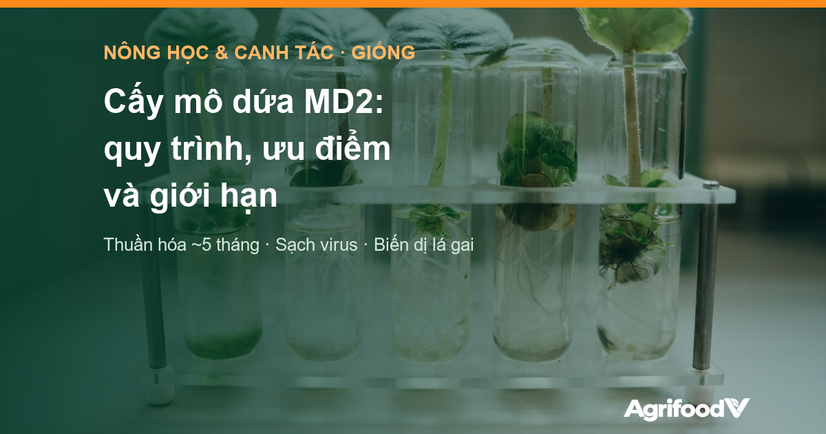 Cấy mô dứa MD2: quy trình, ưu điểm và giới hạn cần biết trước khi mua cây