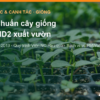 Tiêu chuẩn cây giống dứa MD2 xuất vườn: TCVN 9062, quy trình Viện và tiêu chí sạch virus – AgrifoodV