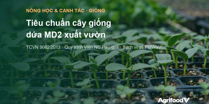 Tiêu chuẩn cây giống dứa MD2 xuất vườn: TCVN 9062, quy trình Viện và tiêu chí sạch virus
