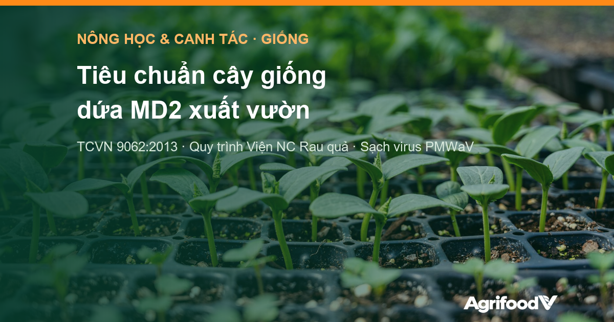Tiêu chuẩn cây giống dứa MD2 xuất vườn: TCVN 9062, quy trình Viện và tiêu chí sạch virus