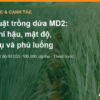 Kỹ thuật trồng dứa MD2: đất, khí hậu, mật độ, thời vụ và phủ luống – AgrifoodV