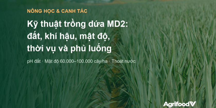 Kỹ thuật trồng dứa MD2: đất, khí hậu, mật độ, thời vụ và phủ luống