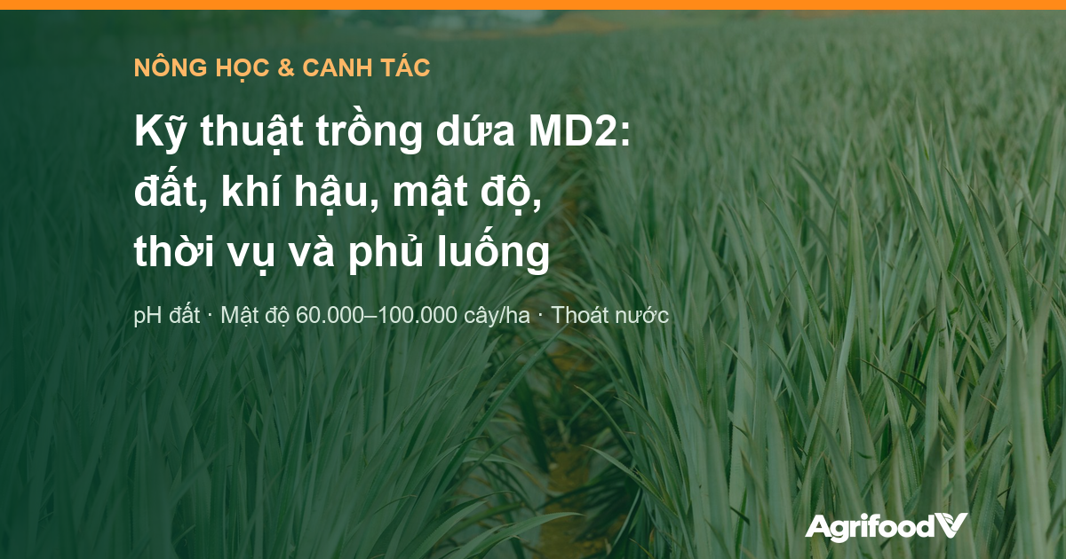 Kỹ thuật trồng dứa MD2: đất, khí hậu, mật độ, thời vụ và phủ luống