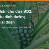 Bón phân cho dứa MD2: nhu cầu dinh dưỡng theo giai đoạn và những điều cần tránh – AgrifoodV