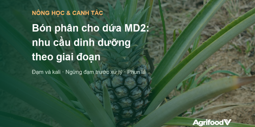 Bón phân cho dứa MD2: nhu cầu dinh dưỡng theo giai đoạn và những điều cần tránh