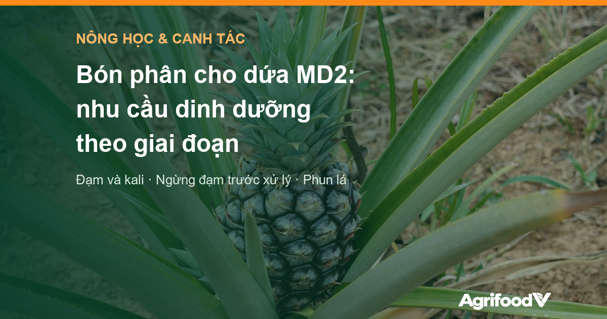 Bón phân cho dứa MD2: nhu cầu dinh dưỡng theo giai đoạn và những điều cần tránh