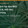 Sâu bệnh hại dứa MD2: rệp sáp và héo đỏ lá, thối nõn, tuyến trùng và cách quản lý – AgrifoodV