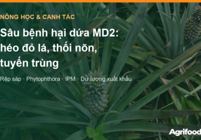 Sâu