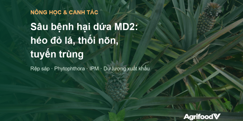 Sâu bệnh hại dứa MD2: rệp sáp và héo đỏ lá, thối nõn, tuyến trùng và cách quản lý