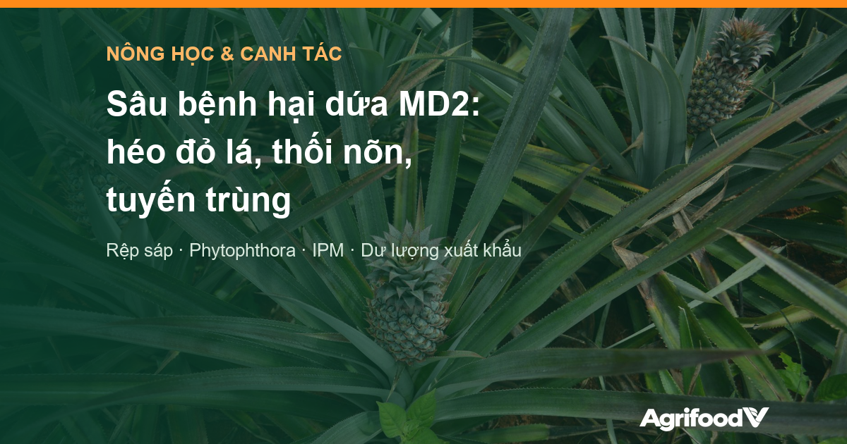 Sâu bệnh hại dứa MD2: rệp sáp và héo đỏ lá, thối nõn, tuyến trùng và cách quản lý