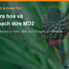 Xử lý ra hoa và thu hoạch dứa MD2: lịch vụ, ra hoa tự nhiên và dư lượng ethephon – AgrifoodV