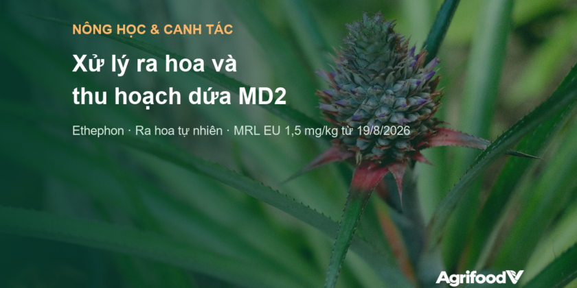 Xử lý ra hoa và thu hoạch dứa MD2: lịch vụ, ra hoa tự nhiên và dư lượng ethephon