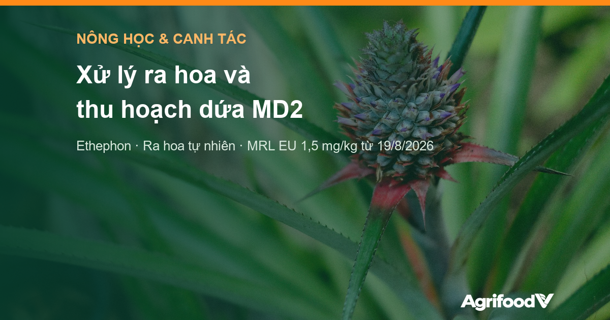 Xử lý ra hoa và thu hoạch dứa MD2: lịch vụ, ra hoa tự nhiên và dư lượng ethephon