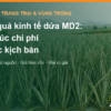 Hiệu quả kinh tế dứa MD2: cấu trúc chi phí, năng suất thực tế và cách tính giá hòa vốn – AgrifoodV