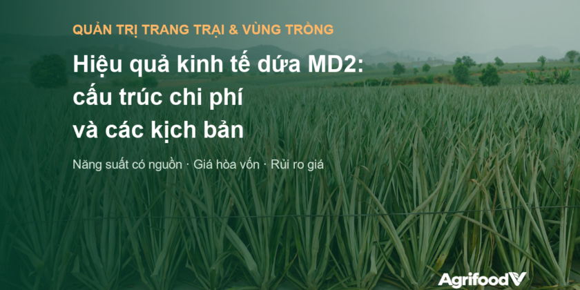 Hiệu quả kinh tế dứa MD2: cấu trúc chi phí, năng suất thực tế và cách tính giá hòa vốn