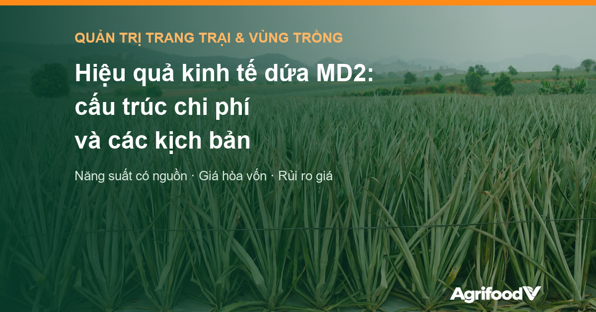 Hiệu quả kinh tế dứa MD2: cấu trúc chi phí, năng suất thực tế và cách tính giá hòa vốn