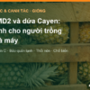 Dứa MD2 và dứa Cayen: so sánh chất lượng, canh tác và chế biến – AgrifoodV
