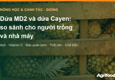 Dứa