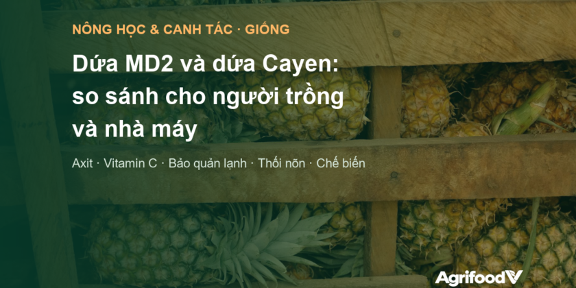 Dứa MD2 và dứa Cayen: so sánh chất lượng, canh tác và chế biến