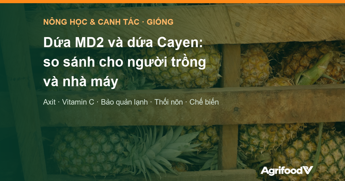 Dứa MD2 và dứa Cayen: so sánh chất lượng, canh tác và chế biến
