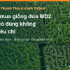 Chọn mua giống dứa MD2: vì sao “F1” là cách gọi sai và 7 tiêu chí chọn nhà cung cấp – AgrifoodV