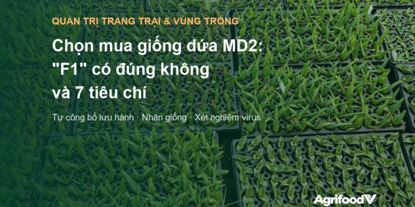 Chọn mua giống dứa MD2: vì sao “F1” là cách gọi sai và 7 tiêu chí chọn nhà cung cấp
