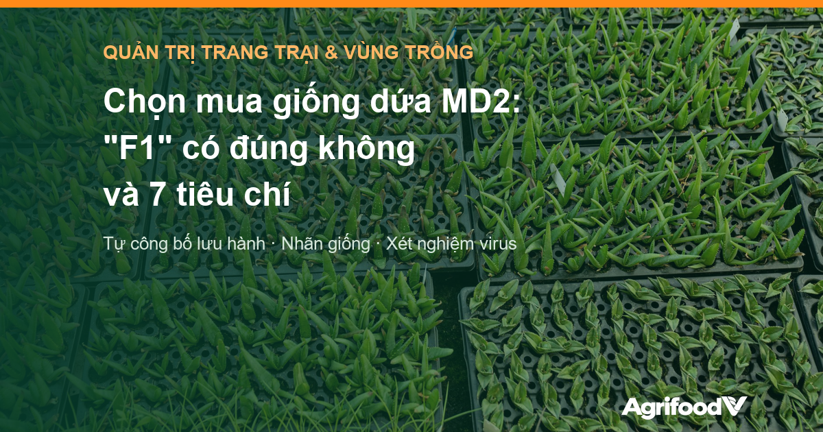 Chọn mua giống dứa MD2: vì sao “F1” là cách gọi sai và 7 tiêu chí chọn nhà cung cấp