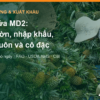 Giá dứa MD2: tại vườn ở Việt Nam, giá nhập khẩu, bán buôn và giá nước dứa cô đặc – AgrifoodV