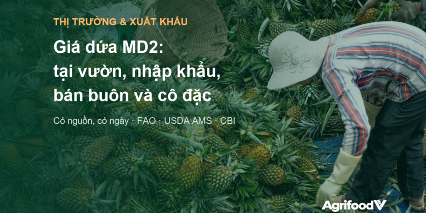 Giá dứa MD2: tại vườn ở Việt Nam, giá nhập khẩu, bán buôn và giá nước dứa cô đặc