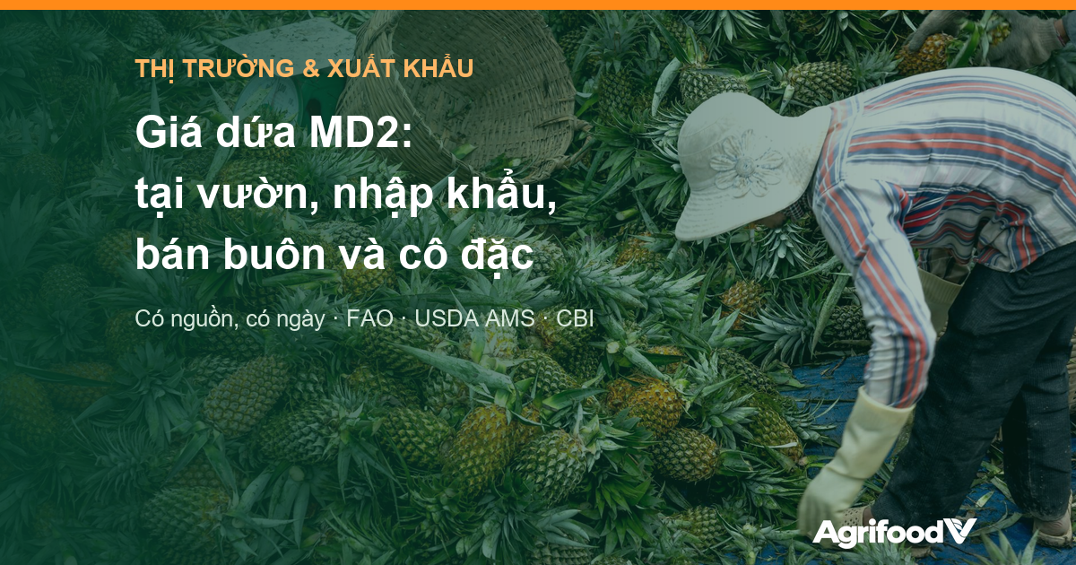 Giá dứa MD2: tại vườn ở Việt Nam, giá nhập khẩu, bán buôn và giá nước dứa cô đặc
