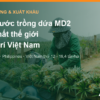 Các nước trồng và xuất khẩu dứa MD2 lớn nhất thế giới và vị trí của Việt Nam – AgrifoodV