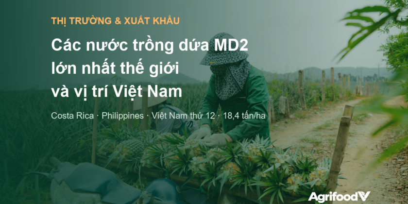 Các nước trồng và xuất khẩu dứa MD2 lớn nhất thế giới và vị trí của Việt Nam