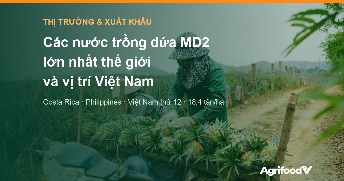 Các nước trồng và xuất khẩu dứa MD2 lớn nhất thế giới và vị trí của Việt Nam