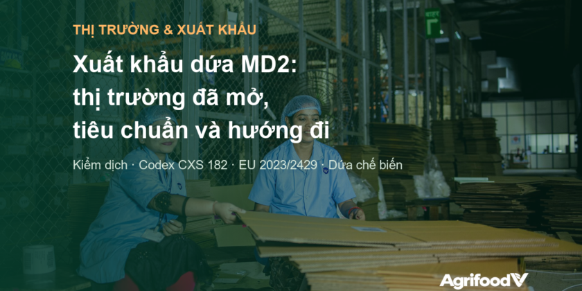 Xuất khẩu dứa MD2: thị trường nào đã mở cho dứa tươi Việt Nam, tiêu chuẩn và hướng đi