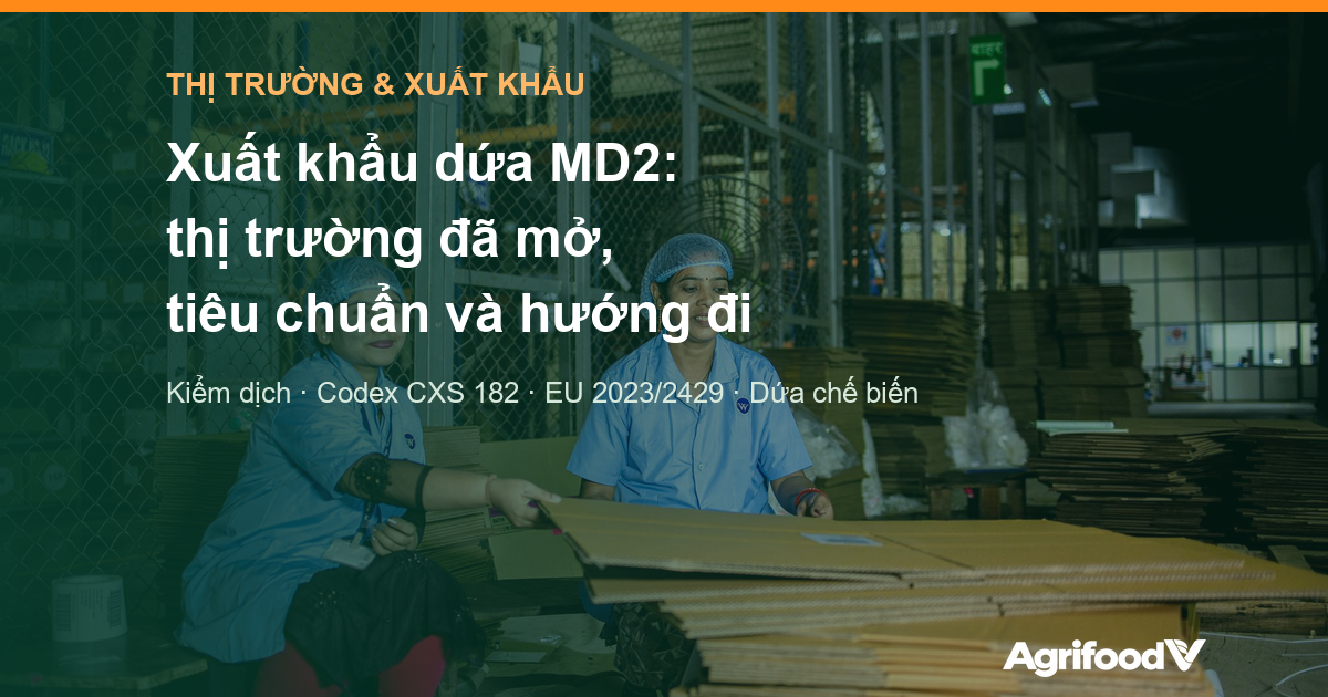 Xuất khẩu dứa MD2: thị trường nào đã mở cho dứa tươi Việt Nam, tiêu chuẩn và hướng đi