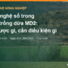 Công nghệ số trong vùng trồng dứa MD2: drone, cảm biến, dữ liệu làm được gì và cần điều kiện gì – AgrifoodV
