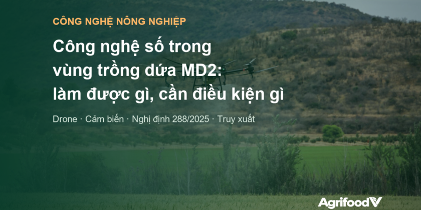 Công nghệ số trong vùng trồng dứa MD2: drone, cảm biến, dữ liệu làm được gì và cần điều kiện gì