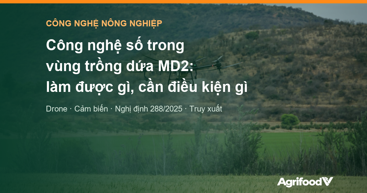 Công nghệ số trong vùng trồng dứa MD2: drone, cảm biến, dữ liệu làm được gì và cần điều kiện gì