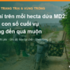 Chi phí trên mỗi hecta dứa MD2: vì sao con số cuối vụ thường đến quá muộn – AgrifoodV