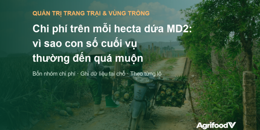 Chi phí trên mỗi hecta dứa MD2: vì sao con số cuối vụ thường đến quá muộn